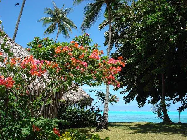 vue de jardin Île Moorea