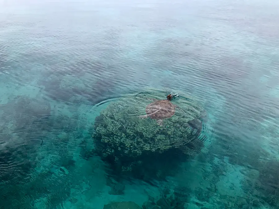 Le caillou et ses iles Nouvelle-Calédonie tortue de mer