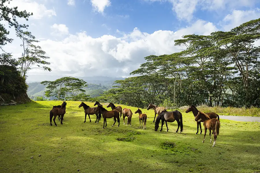 Cheval-a-Nuku-Hiva-3