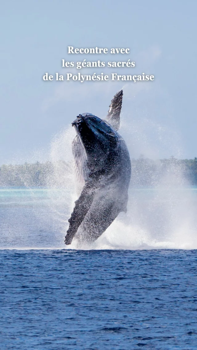 Ia Orana 🇵🇫 Rencontrez les géants sacrés de la Polynésie Française...

Terre de légendes et de mystères, nos îles accueillent chaque année des visiteurs très particuliers : les baleines à bosse.

Venus d’Antarctique, ces majestueux voyageurs des océans font bien plus que passer, elles incarnent pour les Polynésiens un symbole d'harmonie entre l'homme et la nature.

Chaque saison, de juillet à octobre, elles viennent mettre bas, jouer et se reposer sous les regards émerveillés des habitants et des voyageurs. Ce moment unique est l'occasion de se reconnecter, de s'ouvrir à la poésie de la mer et de respecter ces êtres qui incarnent l'âme du monde marin.

La saison s'achève, mais l'empreinte de leur passage reste gravée dans nos cœurs, nous invitant déjà à préparer leur prochain accueil, avec gratitude et émerveillement.

Chez JLT Voyages, nous avons à cœur de partager avec vous de façon responsable cette expérience inoubliable et de vous emmener, l'an prochain, au plus près de ces géants sacrés.

💙 Réservez votre aventure polynésienne pour la prochaine saison des baleines et laissez-vous guider par notre passion pour ces terres d'exception !

#JLTVoyages #PolynesieFrancaise #SaisonDesBaleines #VoyagesDeReve #AventureInsulaire