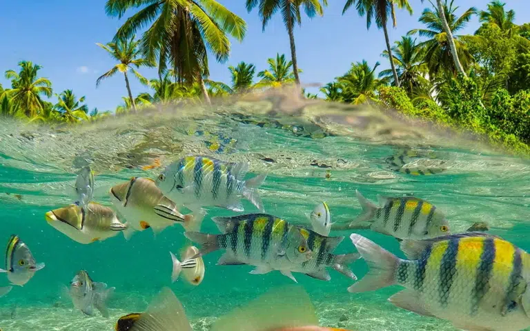 Polynésie Française au fil des pensions et spots plongée - Polynésie française